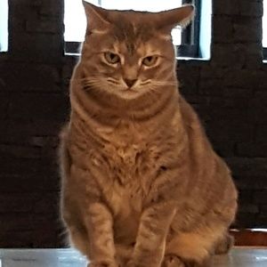 Meet your Posher, Yvonne